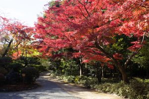 有楽苑 、紅葉、日本庭園、11月、秋、愛知県犬山市の観光・撮影スポットの画像と写真