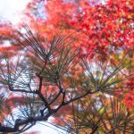 有楽苑 、紅葉、日本庭園、11月、秋、愛知県犬山市の観光・撮影スポットの画像と写真