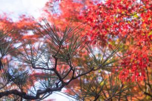 有楽苑 、紅葉、日本庭園、11月、秋、愛知県犬山市の観光・撮影スポットの画像と写真
