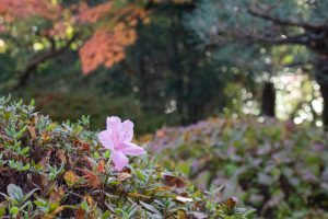 有楽苑 、紅葉、日本庭園、11月、秋、愛知県犬山市の観光・撮影スポットの画像と写真有楽苑 、紅葉、日本庭園、11月、秋、愛知県犬山市の観光・撮影スポットの画像と写真