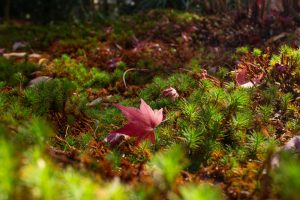 有楽苑 、紅葉、日本庭園、11月、秋、愛知県犬山市の観光・撮影スポットの画像と写真