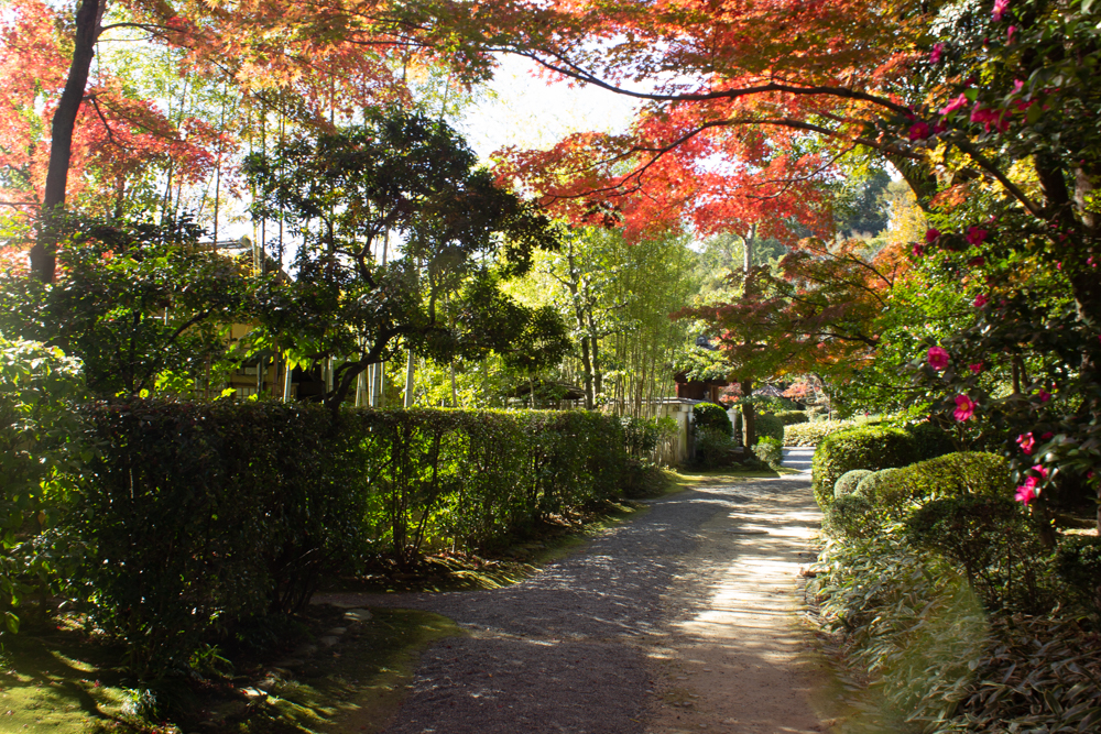 有楽苑 、紅葉、日本庭園、11月、秋、愛知県犬山市の観光・撮影スポットの画像と写真