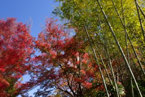 有楽苑 、紅葉、日本庭園、11月、秋、愛知県犬山市の観光・撮影スポットの画像と写真