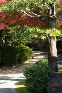 有楽苑 、紅葉、日本庭園、11月、秋、愛知県犬山市の観光・撮影スポットの画像と写真