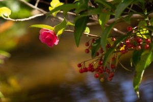 有楽苑 、紅葉、日本庭園、11月、秋、愛知県犬山市の観光・撮影スポットの画像と写真