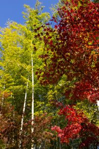 有楽苑 、紅葉、日本庭園、11月、秋、愛知県犬山市の観光・撮影スポットの画像と写真