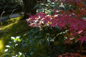 有楽苑 、紅葉、日本庭園、11月、秋、愛知県犬山市の観光・撮影スポットの画像と写真