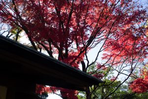 有楽苑 、紅葉、日本庭園、11月、秋、愛知県犬山市の観光・撮影スポットの画像と写真