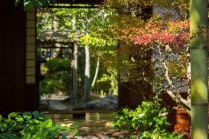 有楽苑 、紅葉、日本庭園、11月、秋、愛知県犬山市の観光・撮影スポットの画像と写真