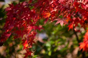 有楽苑 、紅葉、日本庭園、11月、秋、愛知県犬山市の観光・撮影スポットの画像と写真