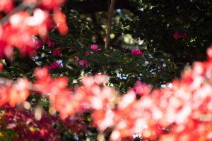 有楽苑 、紅葉、日本庭園、11月、秋、愛知県犬山市の観光・撮影スポットの画像と写真
