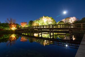 白鳥庭園、出会橋、観楓会、紅葉、ライトアップ、11月、秋、名古屋市熱田区の観光・撮影スポットの画像と写真