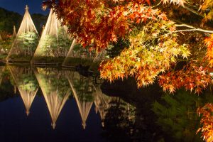 白鳥庭園、観楓会、雪吊り、紅葉、ライトアップ、11月、秋、名古屋市熱田区の観光・撮影スポットの画像と写真