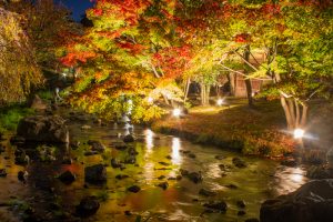 白鳥庭園、観楓会、紅葉、ライトアップ、11月、秋、名古屋市熱田区の観光・撮影スポットの画像と写真