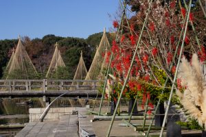 白鳥庭園、雪吊り、紅葉、11月、秋、名古屋市熱田区の観光・撮影スポットの画像と写真