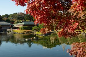 白鳥庭園、清羽亭、紅葉、11月、秋、名古屋市熱田区の観光・撮影スポットの画像と写真