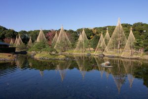 白鳥庭園、雪吊り、紅葉、11月、秋、名古屋市熱田区の観光・撮影スポットの画像と写真