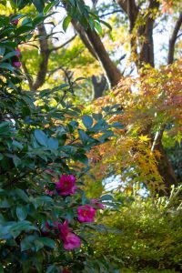 白鳥庭園、紅葉、11月、秋、名古屋市熱田区の観光・撮影スポットの画像と写真