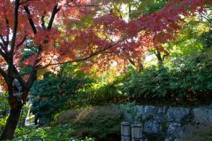 白鳥庭園、紅葉、11月、秋、名古屋市熱田区の観光・撮影スポットの画像と写真