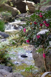 白鳥庭園、紅葉、11月、秋、名古屋市熱田区の観光・撮影スポットの画像と写真