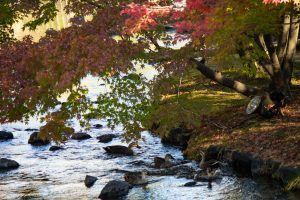 白鳥庭園、紅葉、11月、秋、名古屋市熱田区の観光・撮影スポットの画像と写真