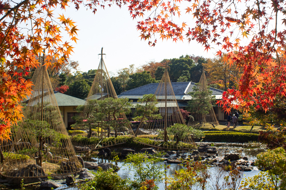 白鳥庭園、雪吊り、紅葉、11月、秋、名古屋市熱田区の観光・撮影スポットの画像と写真