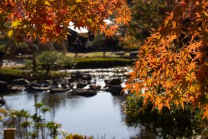 白鳥庭白鳥庭園、雪吊り、紅葉、11月、秋、名古屋市熱田区の観光・白鳥庭園、紅葉、11月、秋、名古屋市熱田区の観光・撮影スポットの画像と写真
