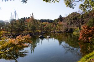 白鳥庭園、雪吊り、紅葉、11月、秋、名古屋市熱田区の観光・撮影スポットの画像と写真白鳥庭園、雪吊り、紅葉、11月、秋、名古屋市熱田区の観光・撮影スポットの画像と写真