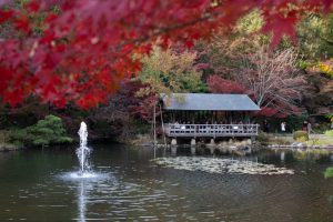 東山動植物園、紅葉、11月、秋、日本庭園、名古屋市千種区の観光・撮影スポットの画像と写真
