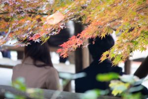 東山動植物園、紅葉、11月、秋、日本庭園、名古屋市千種区の観光・撮影スポットの画像と写真