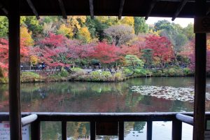 東山動植物園、紅葉、11月、秋、日本庭園、名古屋市千種区の観光・撮影スポットの画像と写真