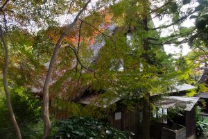 東山動植物園、紅葉、11月、秋、日本庭園、名古屋市千種区の観光・撮影スポットの画像と写真