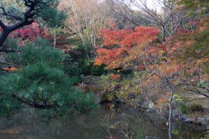 東山動植物園、紅葉、11月、秋、日本庭園、名古屋市千種区の観光・撮影スポットの画像と写真
