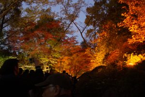 東山動植物園、紅葉、ライトアップ、11月、秋、日本庭園、名古屋市千種区の観光・撮影スポットの画像と写真
