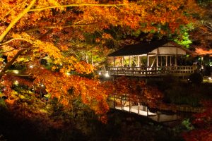東山動植物園、紅葉、ライトアップ、11月、秋、日本庭園、名古屋市千種区の観光・撮影スポットの画像と写真