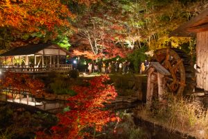 東山動植物園、紅葉、ライトアップ、11月、秋、日本庭園、名古屋市千種区の観光・撮影スポットの画像と写真