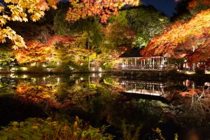 東山動植物園、紅葉、ライトアップ、11月、秋、日本庭園、名古屋市千種区の観光・撮影スポットの画像と写真