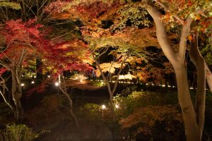 東山動植物園、紅葉、ライトアップ、11月、秋、日本庭園、名古屋市千種区の観光・撮影スポットの画像と写真