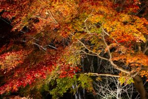 東山動植物園、紅葉、ライトアップ、11月、秋、日本庭園、名古屋市千種区の観光・撮影スポットの画像と写真