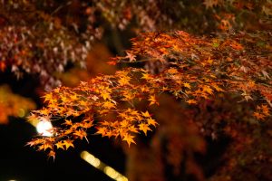 東山動植物園、紅葉、ライトアップ、11月、秋、日本庭園、名古屋市千種区の観光・撮影スポットの画像と写真
