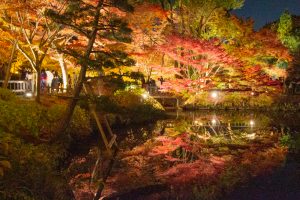 東山動植物園、紅葉、ライトアップ、11月、秋、日本庭園、名古屋市千種区の観光・撮影スポットの画像と写真