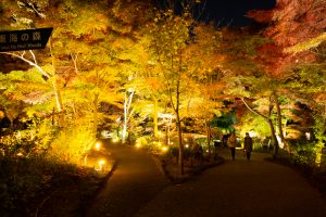 東山動植物園、紅葉、ライトアップ、11月、秋、日本庭園、名古屋市千種区の観光・撮影スポットの画像と写真