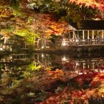 東山動植物園、紅葉、ライトアップ、11月、秋、日本庭園、名古屋市千種区の観光・撮影スポットの画像と写真