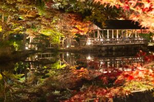 東山動植物園、紅葉、ライトアップ、11月、秋、日本庭園、名古屋市千種区の観光・撮影スポットの画像と写真