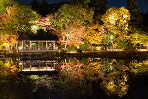 東山動植物園、紅葉、ライトアップ、11月、秋、日本庭園、名古屋市千種区の観光・撮影スポットの画像と写真