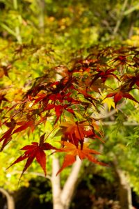東山動植物園、紅葉、ライトアップ、11月、秋、日本庭園、名古屋市千種区の観光・撮影スポットの画像と写真