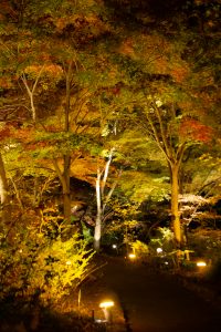東山動植物園、紅葉、ライトアップ、11月、秋、日本庭園、名古屋市千種区の観光・撮影スポットの画像と写真