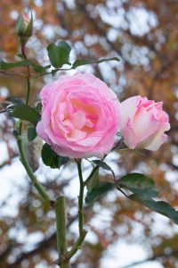 ミササガパーク（猿渡公園）、バラ、11月、秋。愛知県刈谷市の観光・撮影スポットの画像と写真