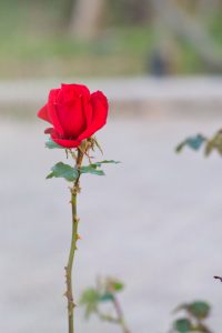 ミササガパーク（猿渡公園）、バラ、11月、秋。愛知県刈谷市の観光・撮影スポットの画像と写真