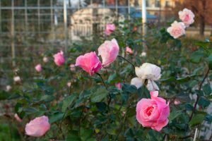 ミササガパーク（猿渡公園）、バラ、11月、秋。愛知県刈谷市の観光・撮影スポットの画像と写真